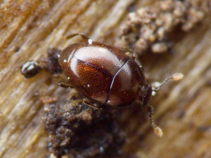 Acritus minutus (Herbst, 1791)